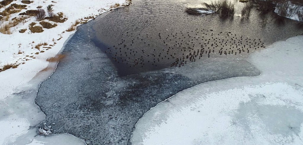 مناظر خلابة لتجمد “بحيرة البط ” شمال شرقي تركيا 1