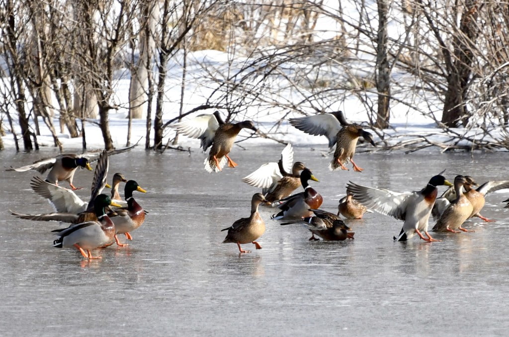 مناظر خلابة لتجمد “بحيرة البط ” شمال شرقي تركيا 8 مناظر خلابة لتجمد “بحيرة البط ” شمال شرقي تركيا 7