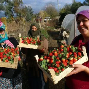 تركيا.. ارتفاع ثمن الفروالة يُبهج مزارعي البيوت البلاستيكية