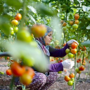 مدينة تركية تصدّر الطماطم لـ 30 بلدًا حول العالم
