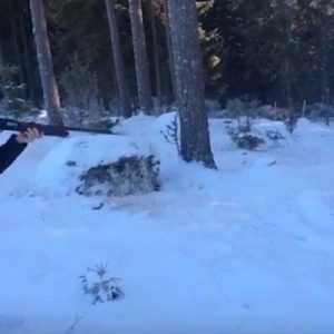 فيديو: سويدي يقطع الأشجار عبر إطلاق النار عليها