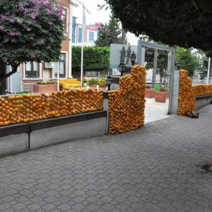 تركيا .. 30 طنا من الحمضيات تزين مهرجانا في مدينة هطاي