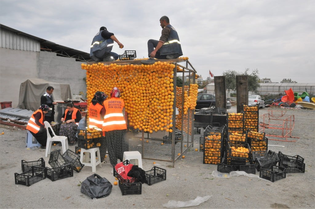 تركيا .. 30 طنا من الحمضيات تزين مهرجانا في مدينة هطاي 5