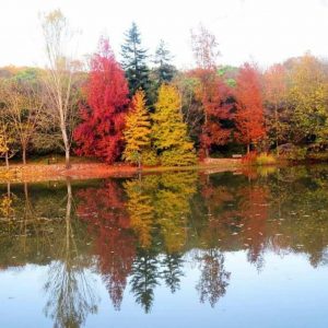 صور.. أشجار العالم تلتقي في حديقة “أتاتورك بلغراد” بإسطنبول 3