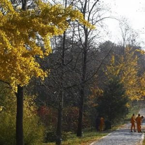 صور.. أشجار العالم تلتقي في حديقة “أتاتورك بلغراد” بإسطنبول 5