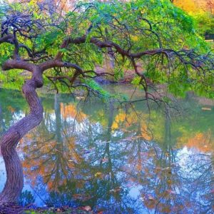 صور.. أشجار العالم تلتقي في حديقة “أتاتورك بلغراد” بإسطنبول 7