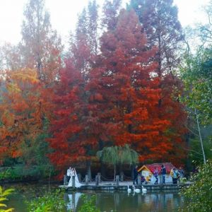 صور.. أشجار العالم تلتقي في حديقة “أتاتورك بلغراد” بإسطنبول