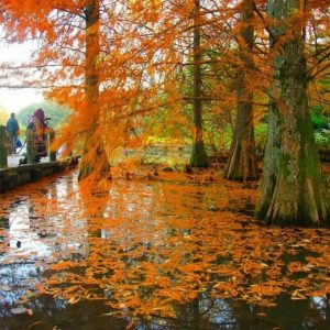 صور.. أشجار العالم تلتقي في حديقة “أتاتورك بلغراد” بإسطنبول 15