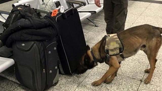 بالصور.. ألمانيا تفتش المسافرين القادمين من إسطنبول بالكلاب البوليسية 2 بالصور.. ألمانيا تفتش المسافرين القادمين من إسطنبول بالكلاب البوليسية 1