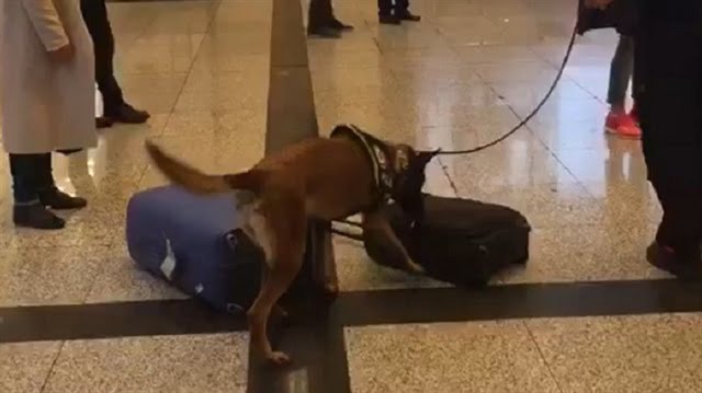 بالصور.. ألمانيا تفتش المسافرين القادمين من إسطنبول بالكلاب البوليسية 4 بالصور.. ألمانيا تفتش المسافرين القادمين من إسطنبول بالكلاب البوليسية 3