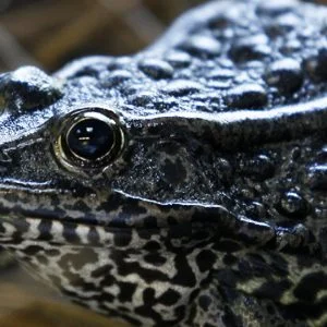 فرنسا تغلق طريقا لمدة شهرين بسبب “تناسل” الضفادع