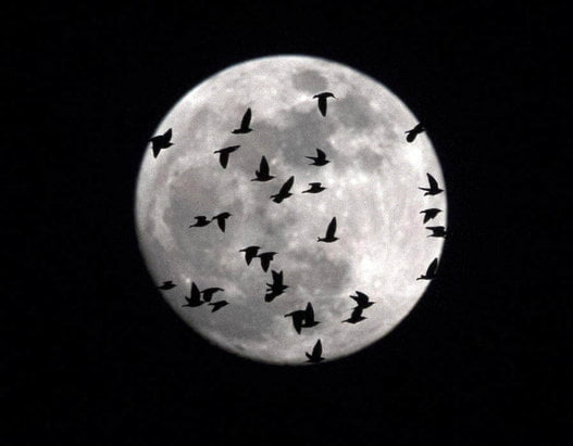 العالم يشاهد قمر الدم العملاق الأزرق..شاهد صور رائعة للظاهرة 13