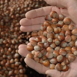 نحو 2 مليار دولار.. قيمة صادرات تركيا من البندق في 2017