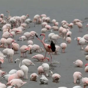 بالصور:بحيرة “غالا” التركية منتجعٌ شتوي لطيور الفلامينجو!