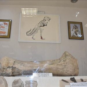 تركيا.. إقبال على مشاهدة عظمة لديناصور عمره 40 مليون سنة