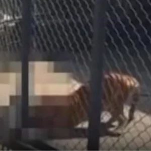 بالفيديو… نمر يلتهم حارسه الذي رباه منذ الصغر