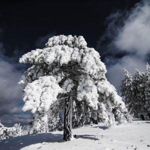 الطبيعة تتحول لملكة متوجة بالثوب الأبيض في ولاية كوتاهية التركية