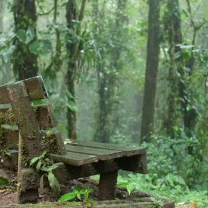 شاهد بالصور أجمل وأغرب الغابات الساحرة في العالم