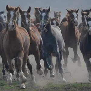 “سلطان صويو” مزرعة تركية تنتج الخيول العربية منذ 150 عاماً (صور)