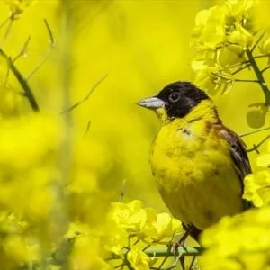 تركيا.. بحيرة “وان” محطة للطيور المهاجرة