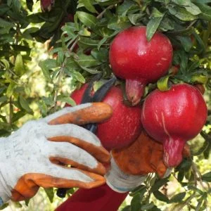 بعد رفع الحظر .. تركيا تهدف لرفع صادراتها من الخضروات والفواكه إلى روسيا لمليار دولار