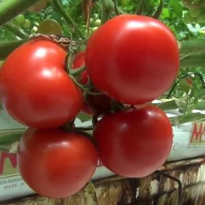 تركيا تزرع الطماطم في قشر جوز الهند وتصدر معظم محصولها للخارج