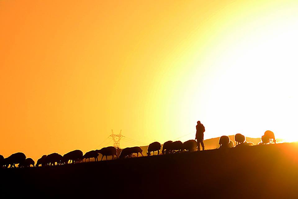 (صور) رُحّل تركيا.. لقمة العيش صعبة المنال 17