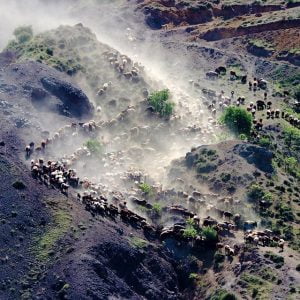 (صور) رُحّل تركيا.. لقمة العيش صعبة المنال