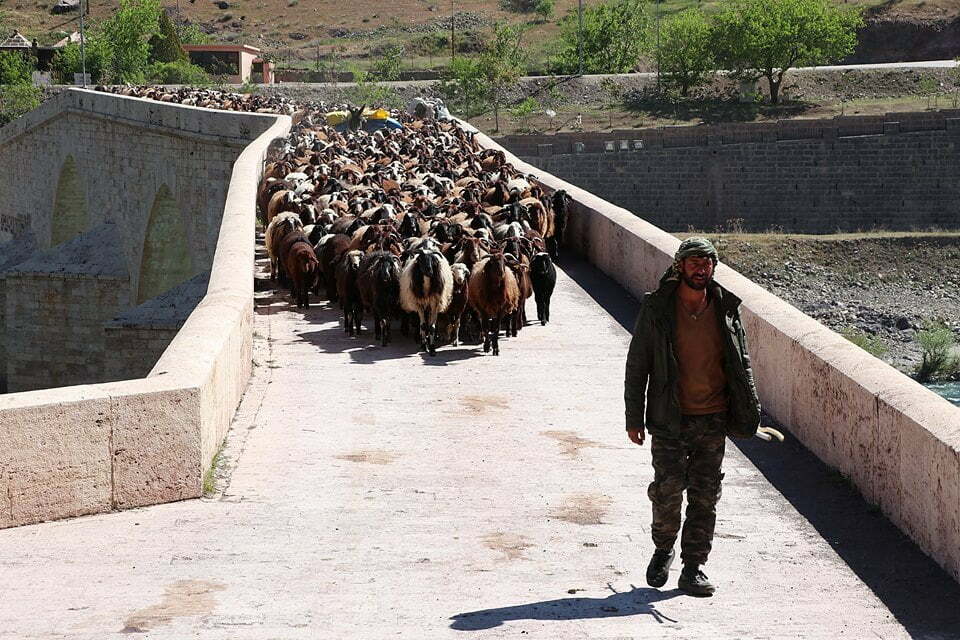 (صور) رُحّل تركيا.. لقمة العيش صعبة المنال 11