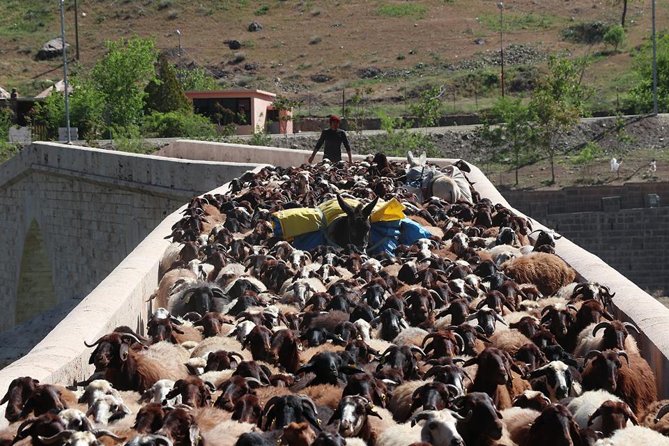 (صور) رُحّل تركيا.. لقمة العيش صعبة المنال 9