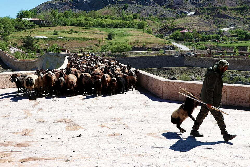(صور) رُحّل تركيا.. لقمة العيش صعبة المنال 7
