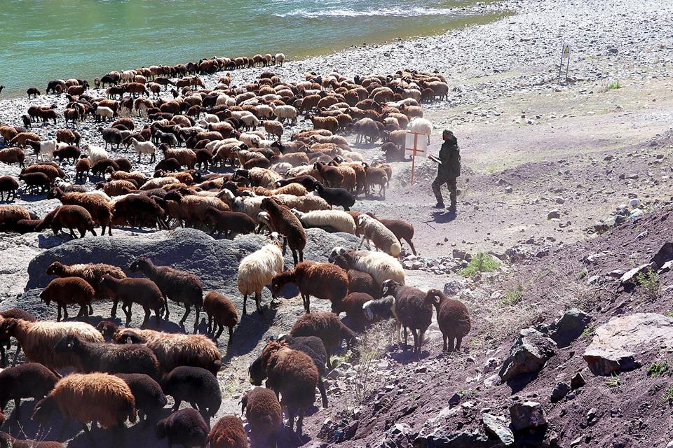 (صور) رُحّل تركيا.. لقمة العيش صعبة المنال 3