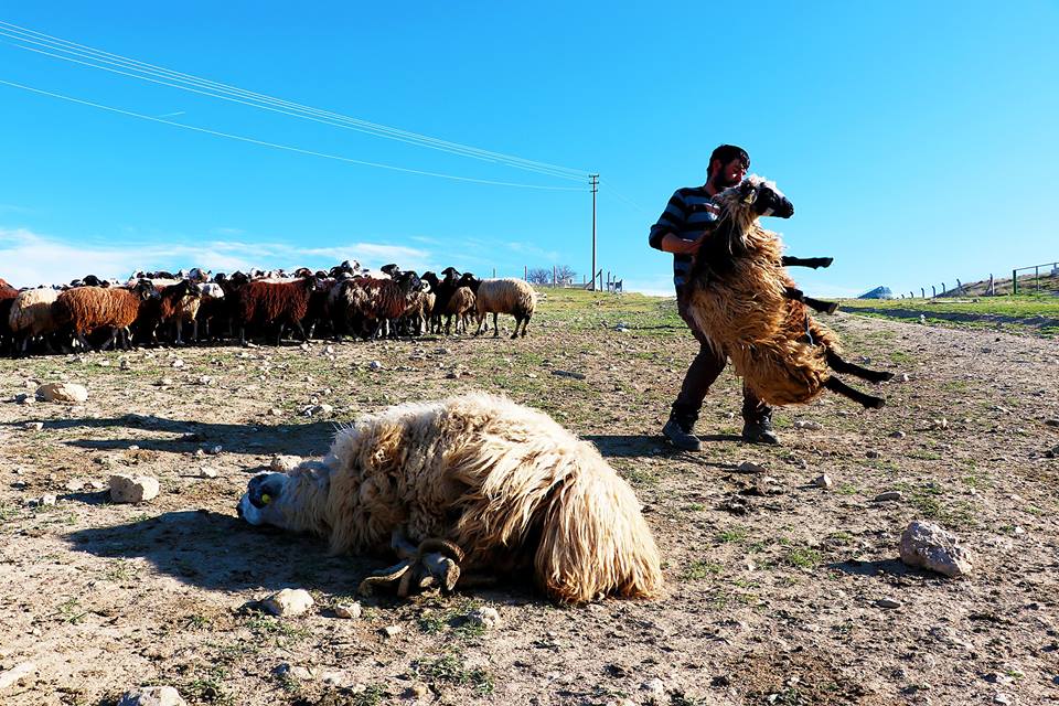 (صور) رُحّل تركيا.. لقمة العيش صعبة المنال 5
