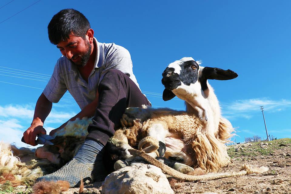 (صور) رُحّل تركيا.. لقمة العيش صعبة المنال 1
