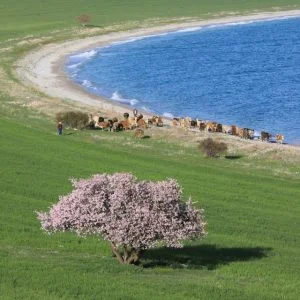 بالصور| جزيرة جربناق تتربع وسط بحيرة “وان” التركية وتأسر السياح بجمالها