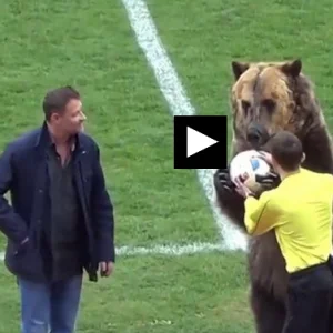 بالفيديو: دب يفتتح مباراة في الدوري الروسي.. هل نشاهده في كأس العالم؟!