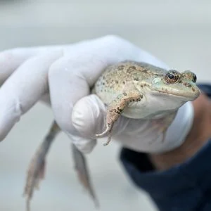 تركيا تربى الضفادع بغية تصديرها