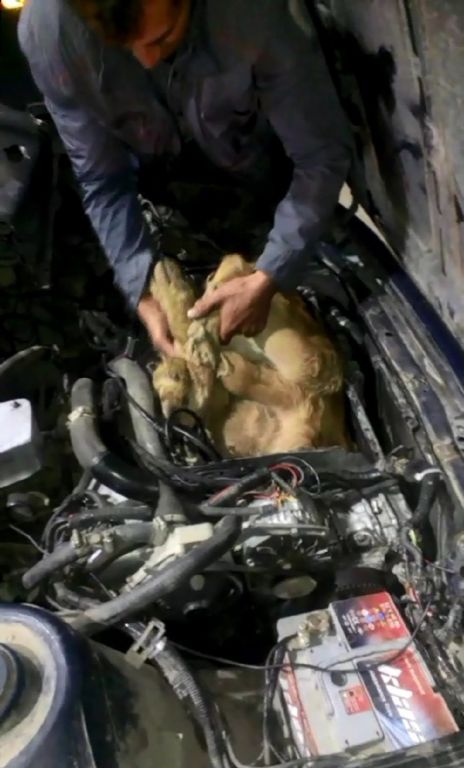 سائق تركي يلجأ لاغرب طريقة لتهريب العجول "صور وفيديو" 2 سائق تركي يلجأ لاغرب طريقة لتهريب العجول "صور وفيديو" 1