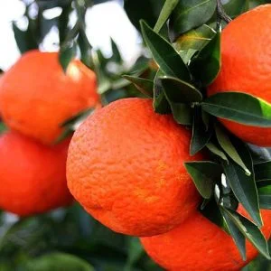 “اليوسفي” أكثر الفواكه التركية المصدرة إلى روسيا في الربع الأول من 2018