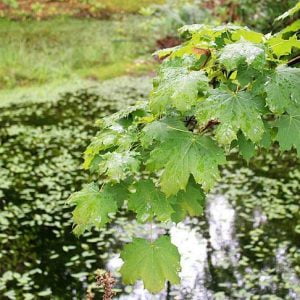 بروفيسور تركي يكتشف علاج جديد للنقرس