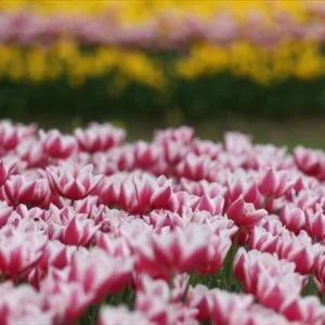 أزهار التوليب.. الكنز الذي أهداه الأتراك إلى العالم