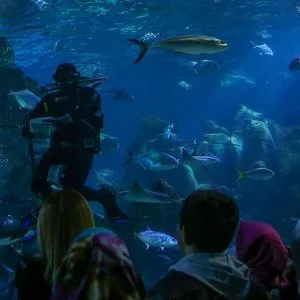“أكواريوم إسطنبول”.. عندما تجتمع المتعة والمغامرة (صور)