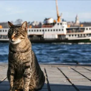 القطط في رعاية خاصة من سكان إسطنبول وسيّاحها