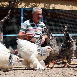 مواطن تركي يربي 7 أجناس من دجاج الزينة بقيصري