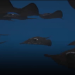 "سمك الشبح".. سلاح تتفرد به تركيا لتدمير السفن والغواصات (فيديو+صور) 3