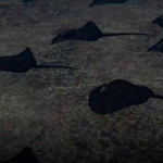 "سمك الشبح".. سلاح تتفرد به تركيا لتدمير السفن والغواصات (فيديو+صور) 1