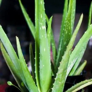 “نبتة الصبار” تغير مجرى حياة شاب سورى