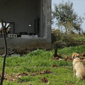 قوات “غصن الزيتون” تعثر على مستودع ذخائر للإرهابيين في عفرين