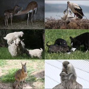 هؤلاء أيضا.. أمهات!