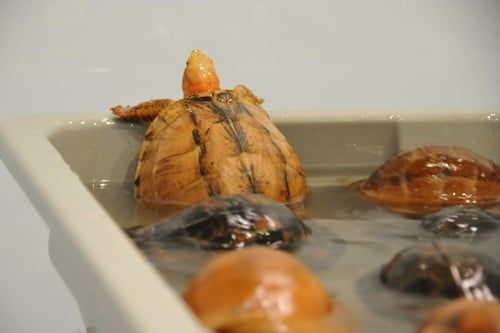 في حادثة غريبة.. هذا ما عثر عليه الأمن التركي بمطار أتاتورك؟! 5